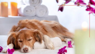 SPA pet-friendly
